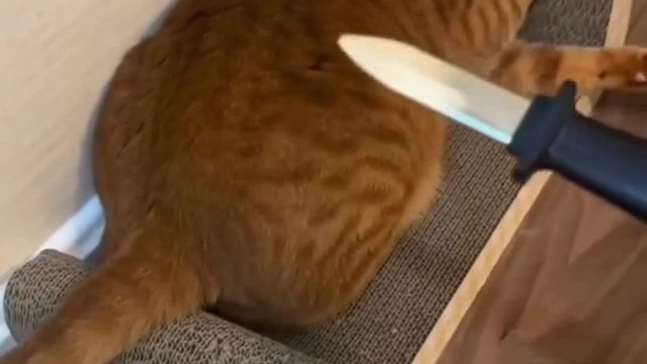 Watch this video funny cat