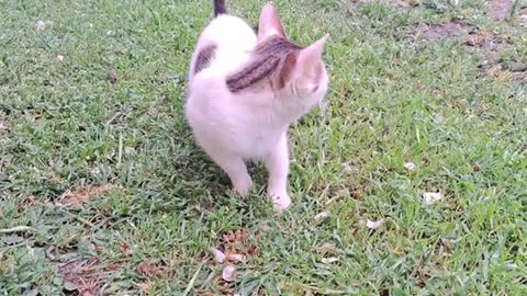 A cute little cat is eating.