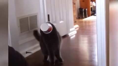 Fail Animals Video - best ever 2022
