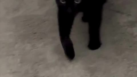 Cute Precious Piper Walks Out to the Lobby - Adopting a Cat from a Shelter Vlog #shorts