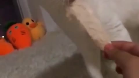 Fuuny cats video