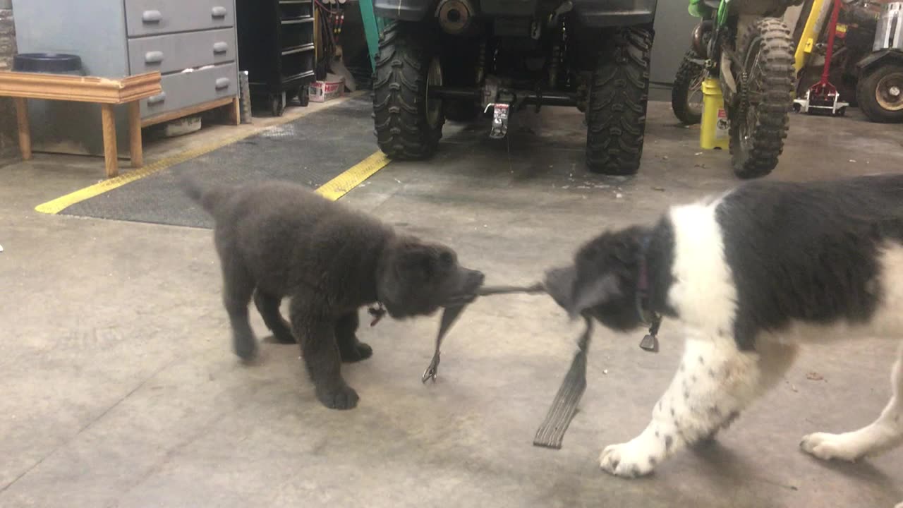 Another dumb dog vid playing tug of war