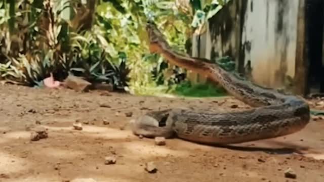python Snack attack - demonstrate 🕵️♀️