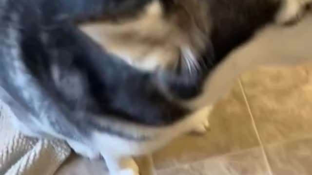 Guilty Husky Tries To Blame Other Dog! Dog Training & Funny clips