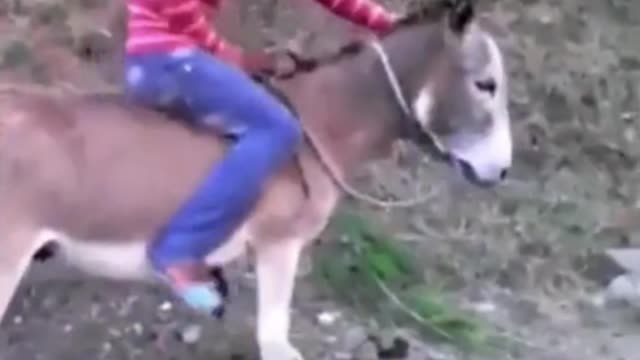 Foreign funny videos