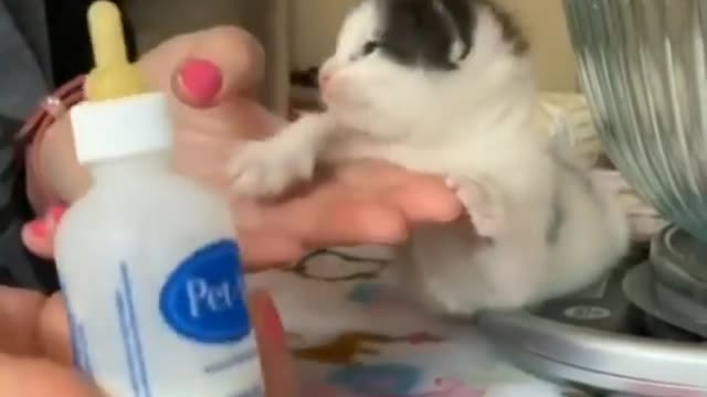 Adorable kitty video 🥰 must watch