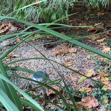 Watch the Juncos clean up under the seed feeder