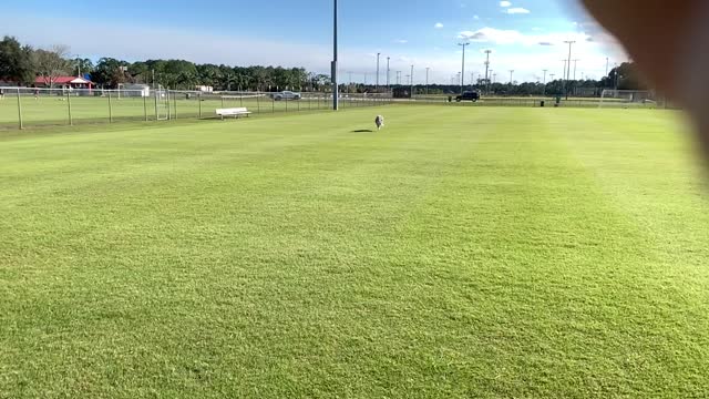 Scout the Australian shepherd running and playing