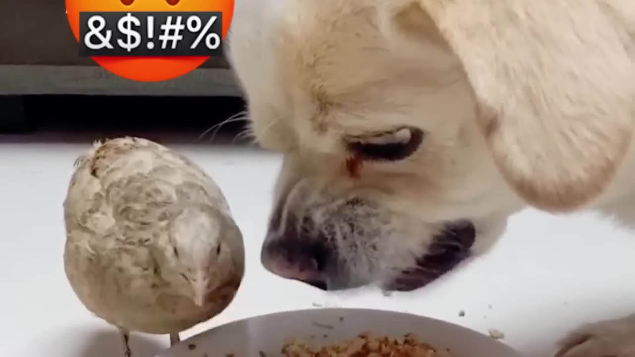 š¤£Funny Animals & Cute Pets Viral Videos Compilationš§” | Animals LOL Moments #funnyanimals #funnydogs