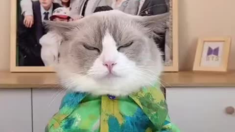 Baby_Cats___Cute_and_Funny_Baby_Cat_Videos_Compilation_Zeng(720p)