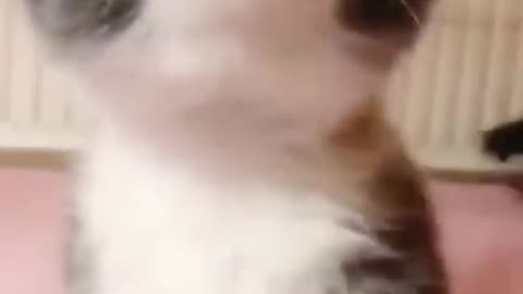 Very Cute Cat Baby #Cute #Soft #Cat
