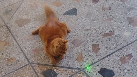 Cute Cat Goes Crazy for Laser Light #petlovers #cutecat #