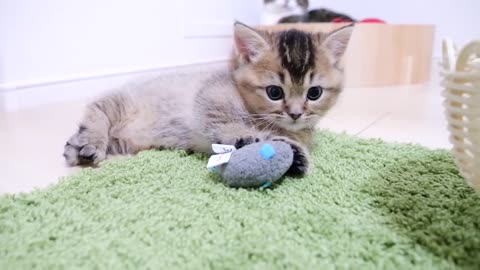 The kitten seems to be watched over and loved by her family