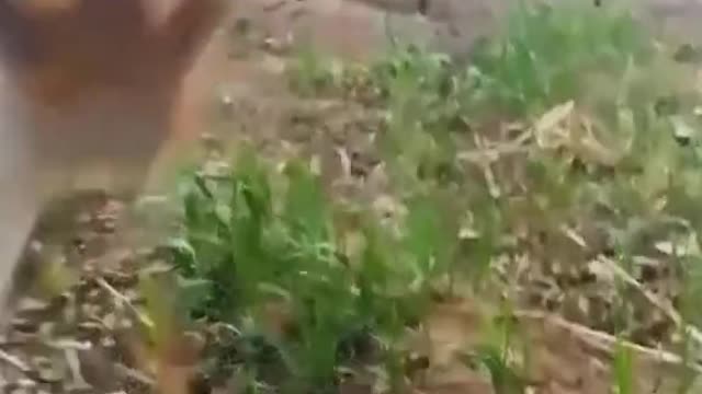 Cats dogs funny animals video