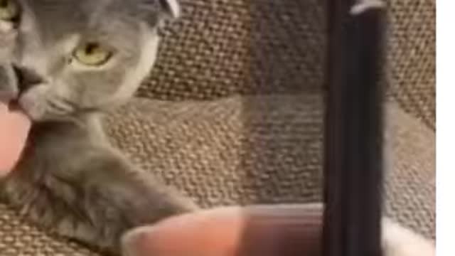 funny cats - funny cat videos 2021 🐱 try not to laugh or grin 😂 challenge - very funny cats l Shorts