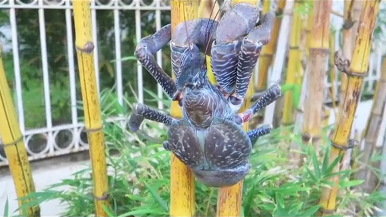 15 Most Dangerous Crustaceans In The World Part 1