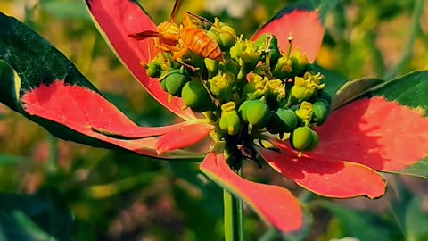 Wasps fly on the flowers nature video