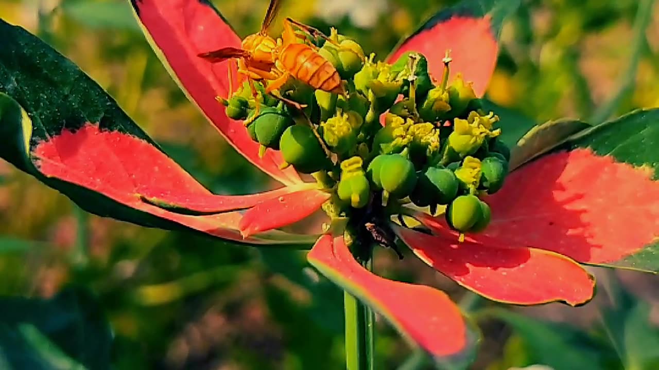 Wasps fly on the flowers nature video