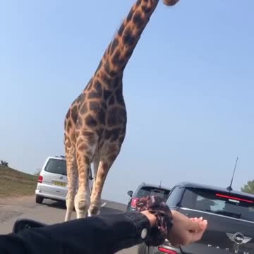 Feeding Giraffe in the middle of traffic