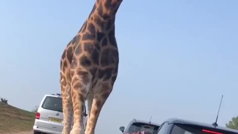 Feeding Giraffe in the middle of traffic