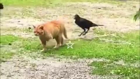 Funny cat and dog 2