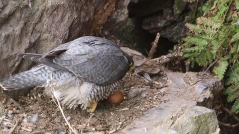 Peregrine Falcon Nesting 4k HQ