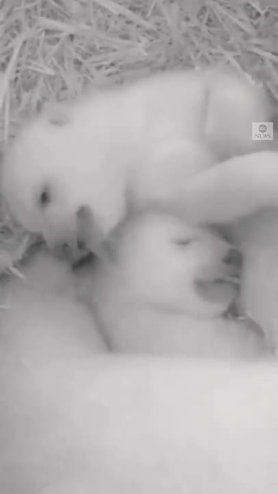 Twin polar bear cubs get active at German zoo