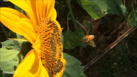 Giant Furry Bumblebees! The Adorable Pollinators That Will Melt Your Heart