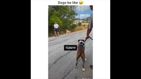 A story about dogs barking