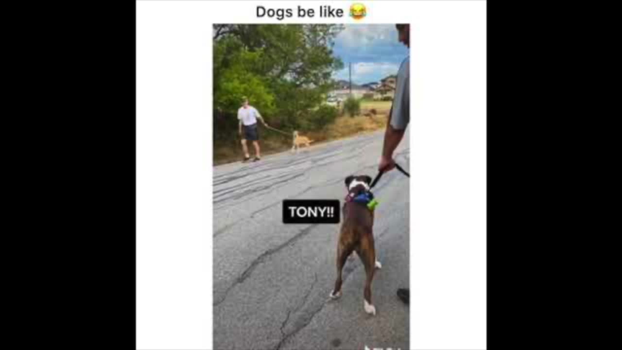 A story about dogs barking