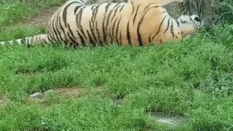 The naughty tiger in the zoo