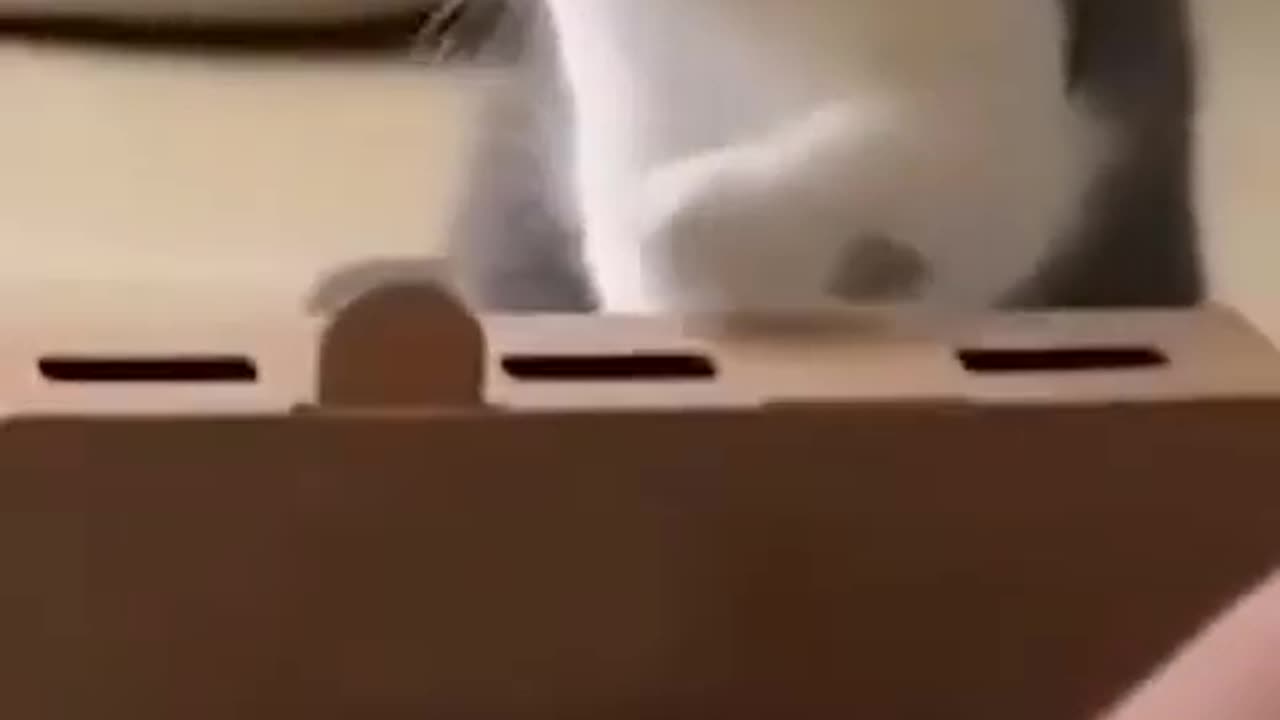 Very very funny cats