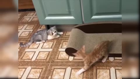 funny cat video