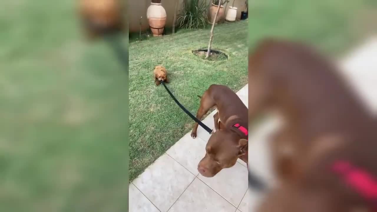 🤠 Animales Graciosos para Desestresarte 😻🐶 Mejora tu Día con Animales Chistosos