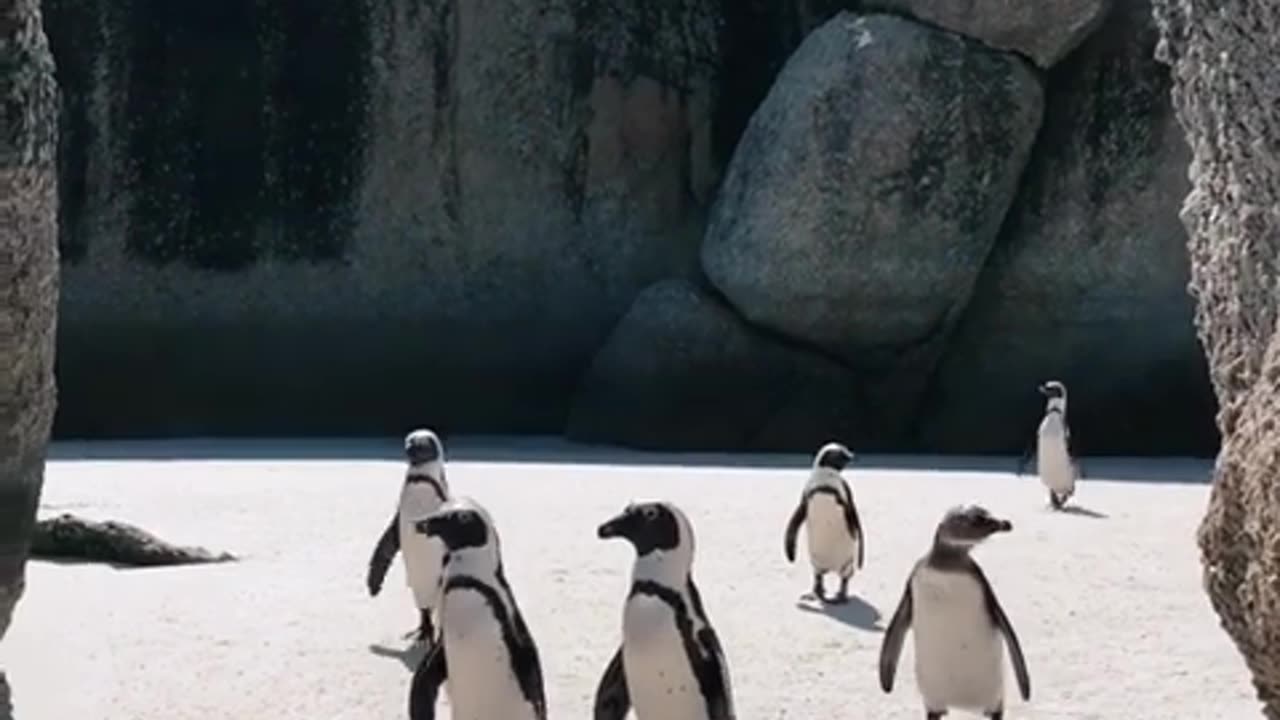 Amazing penguin walk