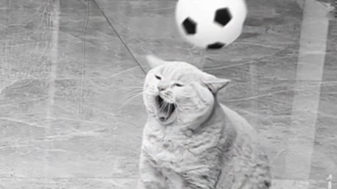 Cat football playing