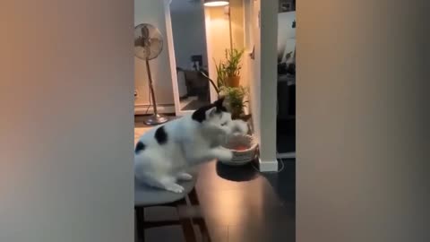 "Kitty Hilarity: The Cutest and Funniest Cat Videos Ever"