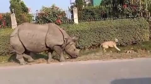 rhinoceros just want to say hi to the dog