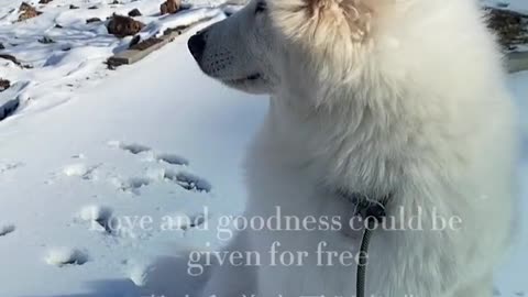 Samoyed Jam lovely dog