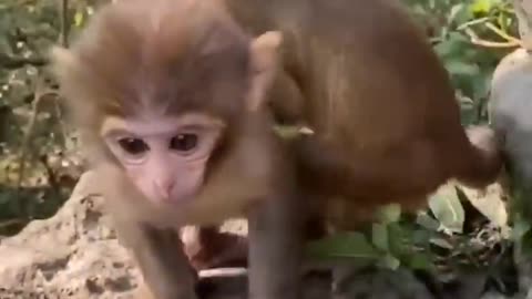 Cute baby animals!!!