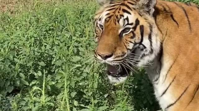 Are the two tigers testing each other?