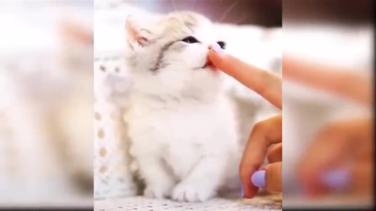 Cute face cat