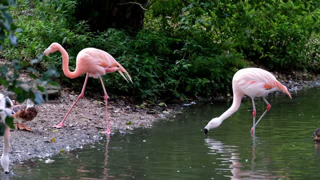 Pink flamingo