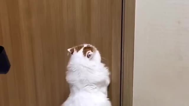 Funny Cats Video