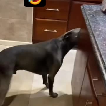 Sweet pup and her owner's dad are best friends