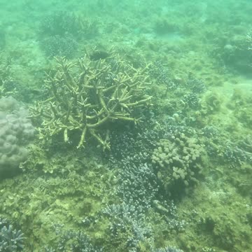 Snorkeling Adventures Philippines, Coral and Gianf Clams. Giant clams are amazing and beautiful!
