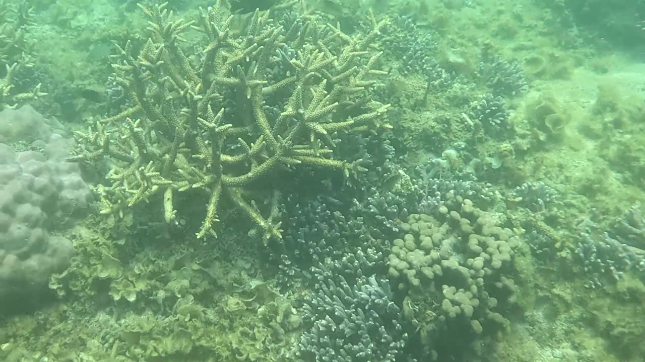 Snorkeling Adventures Philippines, Coral and Gianf Clams. Giant clams are amazing and beautiful!