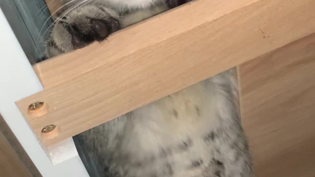 Spider Kitten Hides Under Kitchen Table