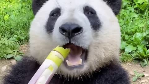 Panda Eating pumpkin