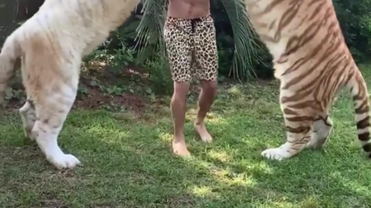 FRIENDSHIP BETWEEN TIGER AND HUMAN